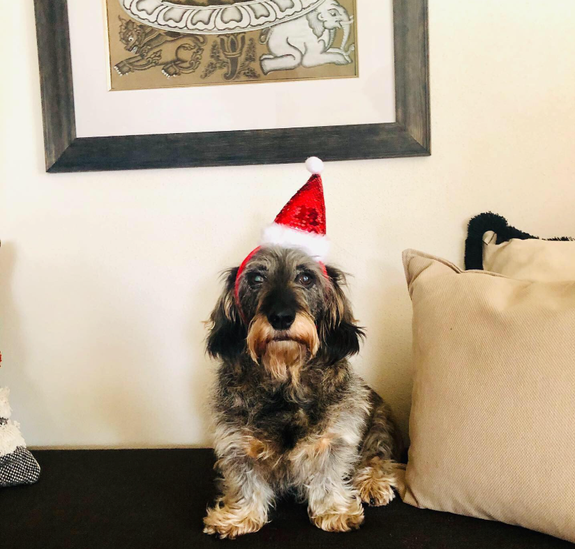 Petit chien avec un bonnet rouge sur le canapé à l'Hôtel Gewürzmühle